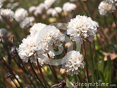 Wild flowers in Cabo da Roca near Sintra, Portugal, continental Europeâ€™s westernmost point Stock Photo